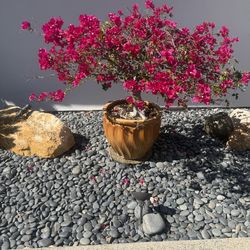 Bougainvillea bush