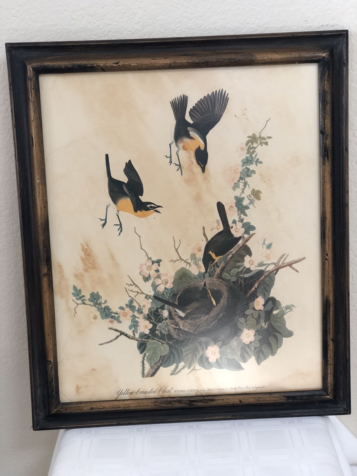 Artwork ~ Vintage Framed Audubon Wildlife Bird Print ~ Yellow Breasted Chat