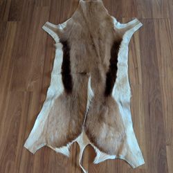 African Springbok Hide