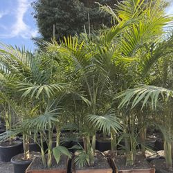 King Palm Trees