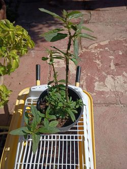 TROPICAL BLOOD MEXICAN MILKWEED PLANT