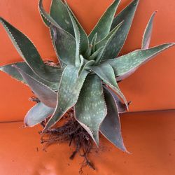 Aloe Plant 