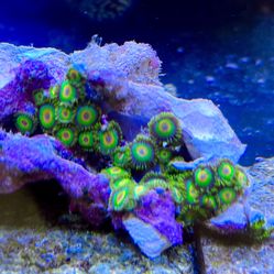 Fake Coral Rasta Zoa Colony 