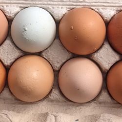 Fresh Free Range Eggs