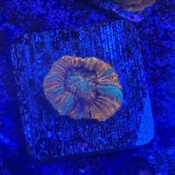 Rainbow Asian Acan Display Decor