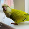 Luis
