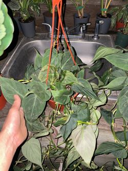 6” pot 3ft philodendron mican; 95820