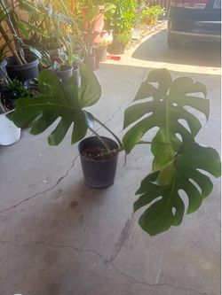 Monstera Deliciosa plant