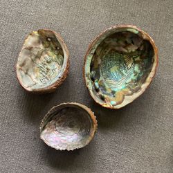 Abolone Shells (3)