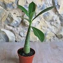 Desert Rose