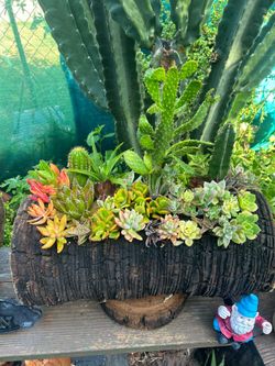 Cactus 🌵 y succulents Arrangements en Tronko
