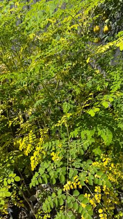 4 Foot Tall Moringa Plants • Only $9 Each • Malunggay Miracle Tree • Organic Drumstick