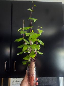 Sweet potato plant "Purple "