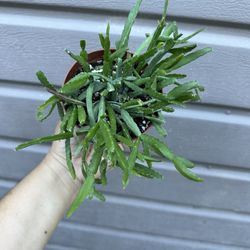4” Ripsalis Micrantha 