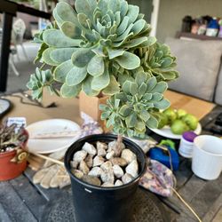 Echeveria Succulent Treelike