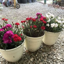 Carnation Flowers / Clavel