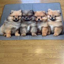 Adorable Pomeranian puppy rug