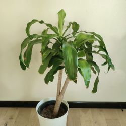 Dracaena Fragrans with pot