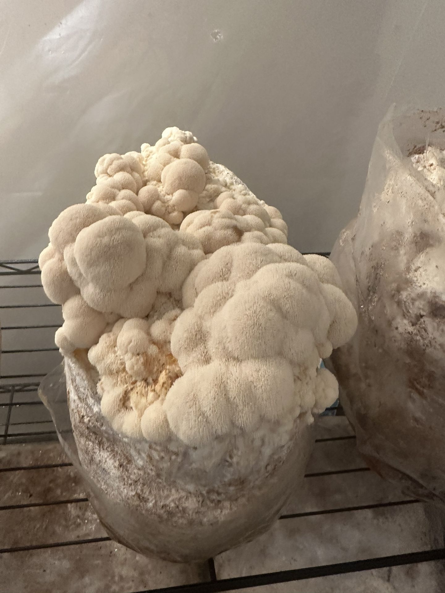 Fresh or Dry Lions Mane