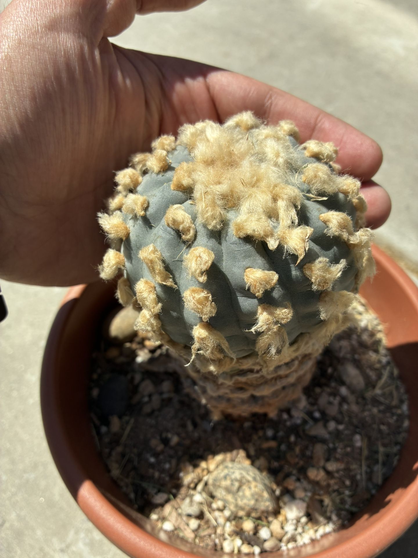Huge LE Rare Cactus Succulent Plant