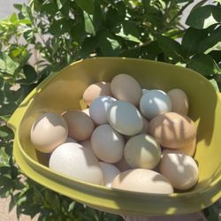 Eggs