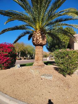 Tree Palms Cleen Yard Clenapt