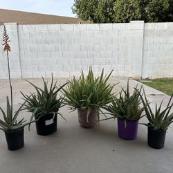 Home Grown Organic Aloe Vera Plants Small 1 Gallon To Huge Size, $19 To $49