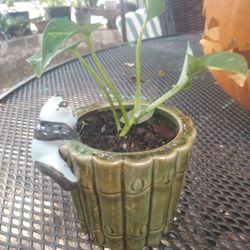 Planta 