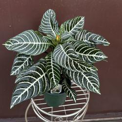 6” Zebra Plant