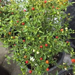 Planta De Chile Chiltepin