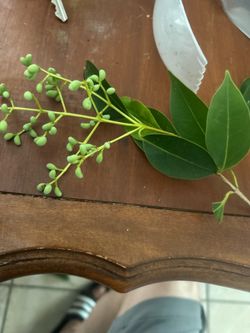 Glossy Privet seed