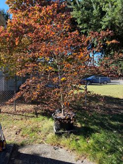 Japanese Maple