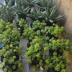 Beautiful Succulents $2.00 Each