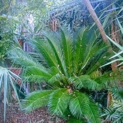 Sago Palm