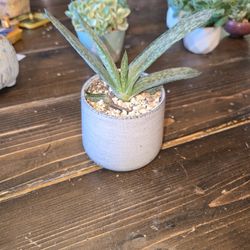 Variegated Graptoveria 