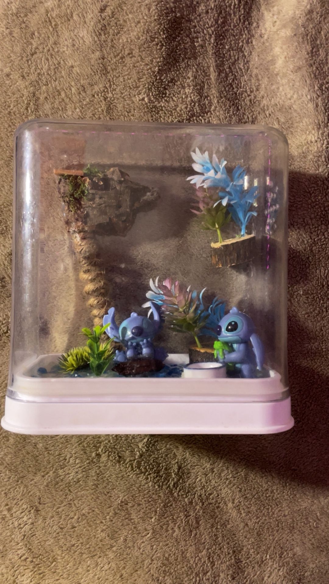 Jumping Spider Enclosure 