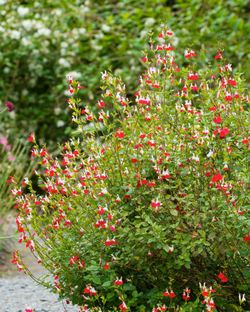Salvia Hot lips