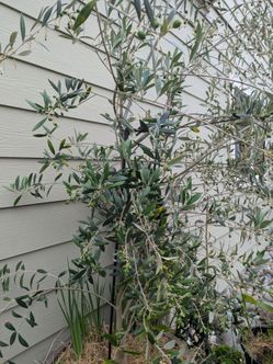 Tree Organic Olive  Price Negotiable