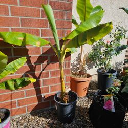 Banana Plant