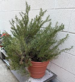Large Potted Rosemary Plant