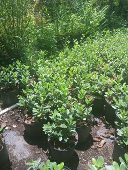 Green island ficus hedges from $6🌱