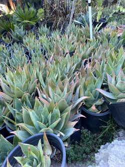 Succulent plants