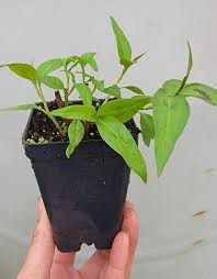 Vietnamese Coriander/Cilantro 2.5 Pot Living Plant.