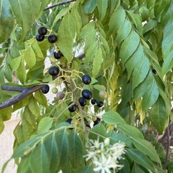 Curry Plants And Fresh Seeds Available 