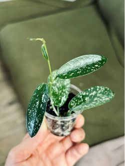 Hoya Hon thom splash