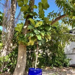 12ft fig leaf tree in custom ceramic pot