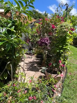 Pollinating flowering shrubs