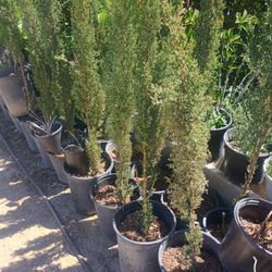 Italian Cypress