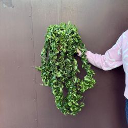 6” hindu rope hoya XL with peduncles 