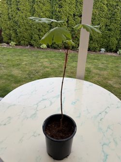 Silver Maple Tree - SHADE Tree (Outdoor Plant)